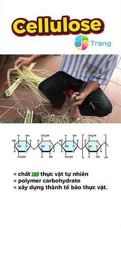 Wood = fiber = cellulose