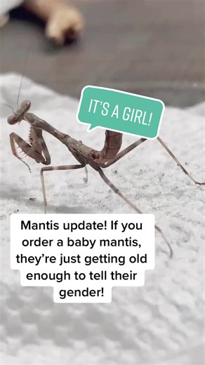 Gender Identification in Baby Mantises