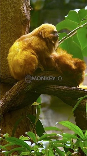 This Monkey Was Saved From Extinction #usa