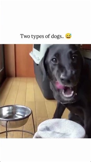 Treat your furry friend to a spa day 😉 #dogs #grooming #shorts #doglover #funnydog