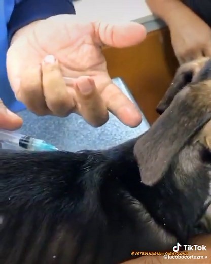 Cómo aplicar inyección subcutánea a perros