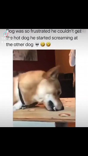 Pass The Laughs on TikTok