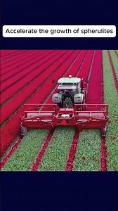 Tulip Bulb Harvesting Guide | How to Lift, Clean, and Store Tulip Bulbs