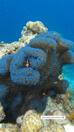 UNWND Camiguin on Instagram: "Below the surface, magic awaits ✨ Discover the vibrant underwater world of Camiguin’s hidden gem. Ready to explore Mantigue Island? Book an island tour with our speedboat today! Contact 0998 575 8103 for inquiries and reservations. #UNWNDCamiguin #TheArtOfBeingChill #CamiguinSpeedboat #IsleBeThereCamiguin #CamiguinIsland"