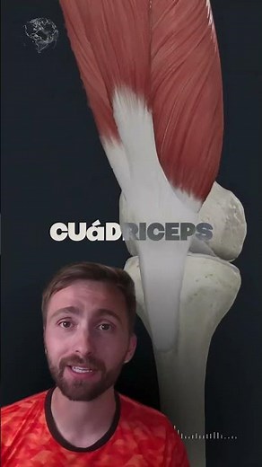 🔥 ¿Conocías la anatomia del MÚSCULO CUÁDRICEPS FEMORAL?