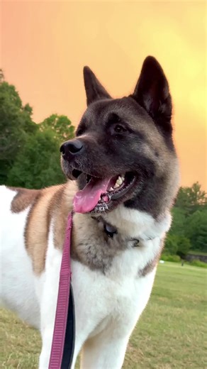 Akita Inu vs Siberian Husky #love #instagram #husky #fairytale #foryou #reels #music #siberianhusky #viral #love #dograce #olddog #doglove #dogs #sunset #foryoupage