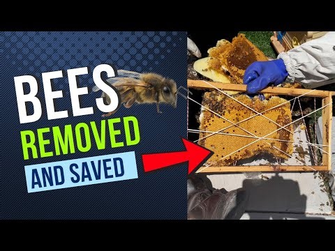 Expert Bee Removal Las Vegas | Safe & Humane Hive Relocation by Vegas Bees