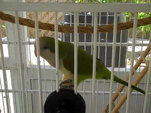 2 Jose The Best Talking Quaker Parrot in the World (11 months)