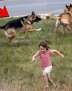 Top 26 Outstanding Events Of Dogs Attacking Animals To Protect Humans 🐕vs🐶 | Eating Sounds