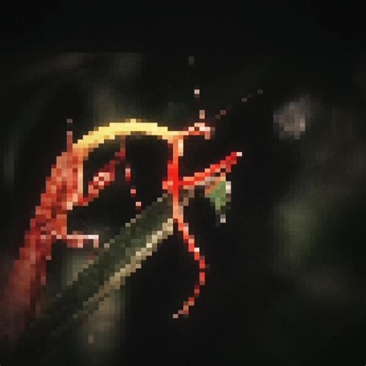 Dragon Flower Mantis (praying mantis) facts