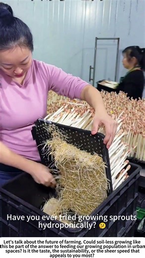 Pure & Simple: Harvesting Hydroponic Peanut Sprouts 💧🥜