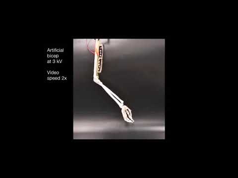 Realizing the potential of dielectric elastomer artificial muscles