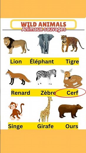 Animal World | Learn Animals in French Le Monde Animal | Apprendre les Animaux en Français