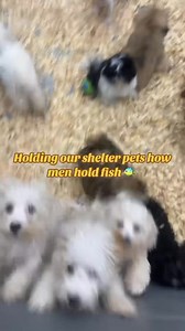 Save all Dogs Rescue 501C3 Non Profit on Reels