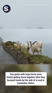 Witness these fierce goats locking horns in North Wales! 🐐 | storyful
