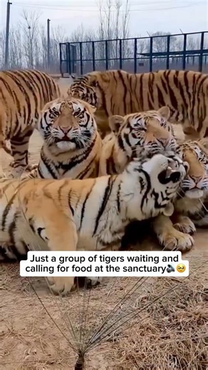 Tiger Rescuers on Instagram: "When a group of adult Siberian tigers at a sanctuary calls for food, their vocalisations are deep, resonant, and surprisingly varied. Instead of roaring constantly, they often use chuffing sounds (a friendly, breathy snort), low growls, or short, powerful roars to alert the keepers that feeding time is near. In sanctuaries, the tigers quickly learn routines and may gather near the feeding area, pacing, rumbling, or calling together in anticipation. It’s an impressiv