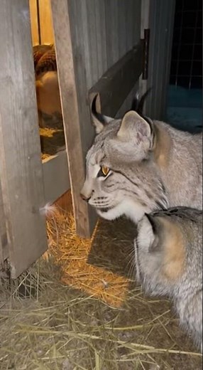 Pallas's cat feeding frenzy #pallascat #pallas #feedshorts