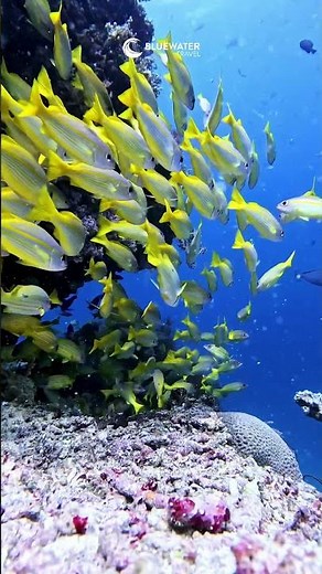 5 reasons why Raja Ampat should be on your dive bucket list! 🐠🌴