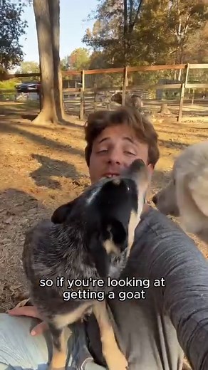 Despite the headbutting, they’re still my favorite. #goats #babygoats #goatlife #farmcore #cutegoats #farmlife #reels #trendingreels | Goat Daddy's Farm