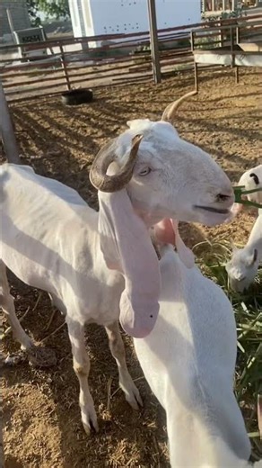 Bakra Laray Bado Badi | New Parody Song #viralvideo #eidmubarak #animals