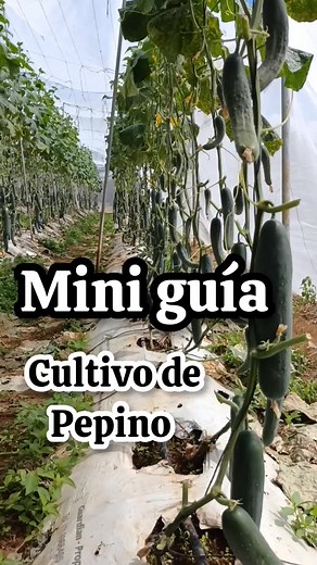 Guía completa para cultivar pepinos en casa