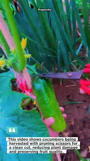 Clean Cucumber Harvest! #Farming #Harvest #Gardening