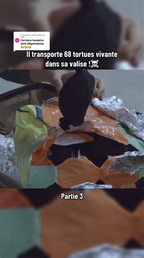 Transport illégal de tortues : un reportage choc