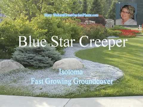 Blue Star Creeper-Fast Growing Groundcover