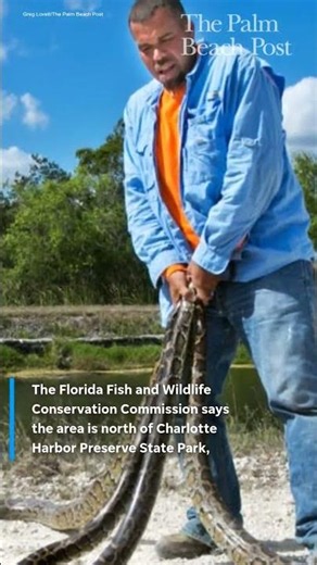 New Florida python hot spot has wildlife officials worried