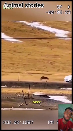 Golden eagle- king of the sky and Shepherd's trusted ally. #foryoupageシ #animals #Eagles | Animals stories