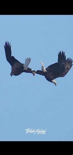 49K views · 573 reactions | Two Bald Eagles lock talons and perform the courtship behavior called Daredevil Cartwheel #baldeagle #courtship #cartwheel #daredevil | Tohid Azimi | Facebook