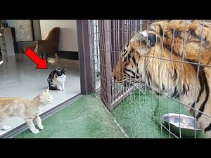 Cats vs Wild Animals! Incredible Moments Caught On Camera!