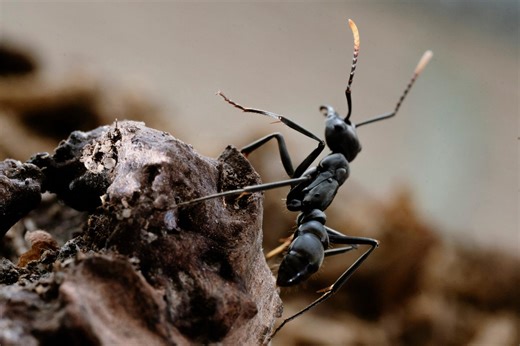 Dans l’univers des influenceurs fourmis : « Il est difficile d’exprimer la joie provoquée par le fait de trouver sa première reine »
