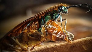 Alien jewel wasp larvae burst out of cockroaches - the parasite that turns prey into a host