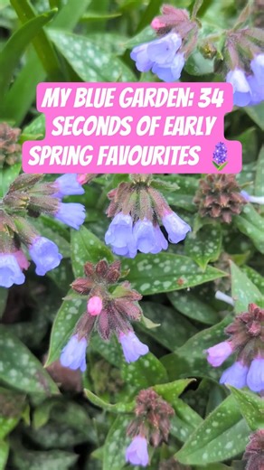 My Blue Garden: 34 Seconds of Early Spring Favourites 🪻