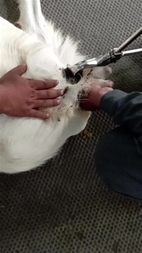 burdizzo castration in buck 🐐 #burdizzo #castration #goat🐐 #everyone #goatfarm