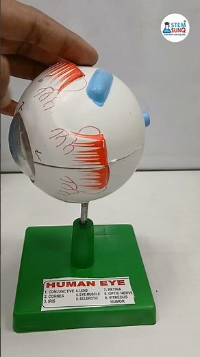 Human Eye Model - Science (Biology) Lab Equipment