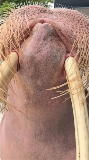 AN ARCTIC ANIMAL THAT CAN WHISTLE? The Secret Behind the Walrus's Strange Human-Like Sounds!