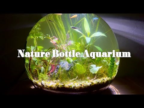 ボトルアクアリウムの立ち上げ・立て直し SONO method nature bottle aquarium #アクアリウム #ボトルアクアリウム #aquarium #水草水槽