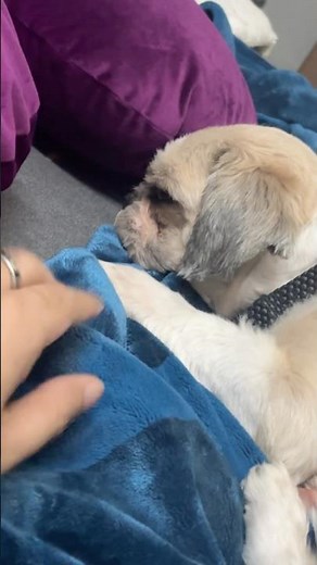 Cutest Pet Dog Sleeping 😴 | Relaxing Cute Dog Short | Adorable Puppy Moments