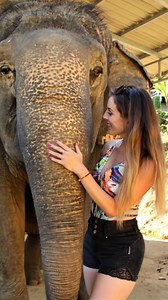 67 reactions | Don't envy the elephant  ! Join travelfriend.com to find your perfect travel mate! Travelfriend connects thousands of solo travelers across the world. | travelfriend | Facebook