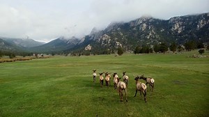 Le calme de la nature : vue d'un drone sur des cerfs en pleine nature