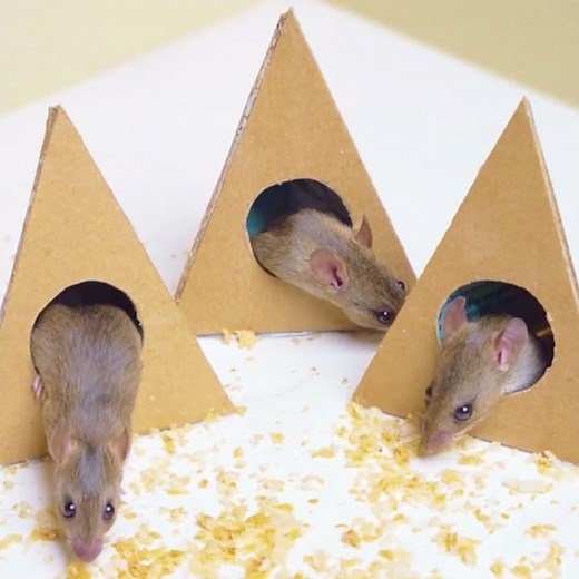 Cat TV - Pyramid Cat Games REAL MICE