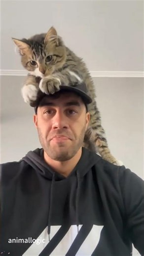 So Emotional — Cat Showing Pure Love To Owner 😻