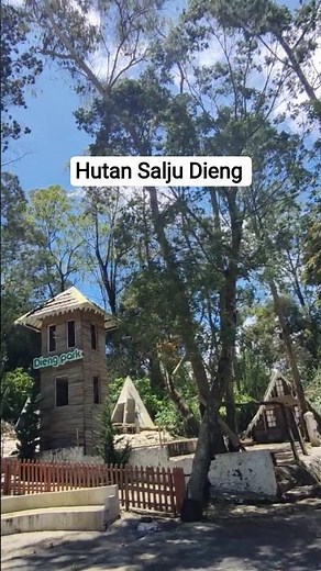 HUTAN SALJU DIENG ‼️ DESTINASI WISATA BARU DI DIENG JAWA TENGAH #shorts