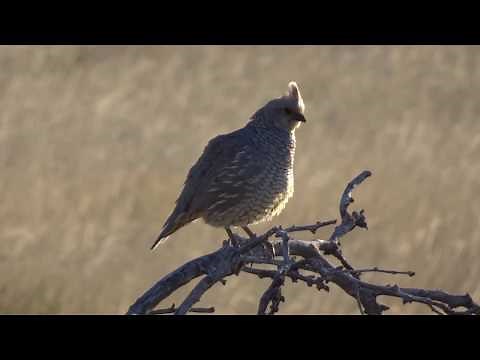 Scaled Quail calling