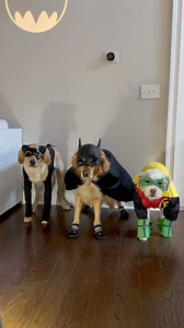 Batdog and Robin added a new member to the team… | Aguyandagolden