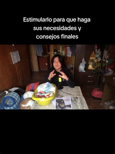 Consejos para Educar a un Gatito Bebé