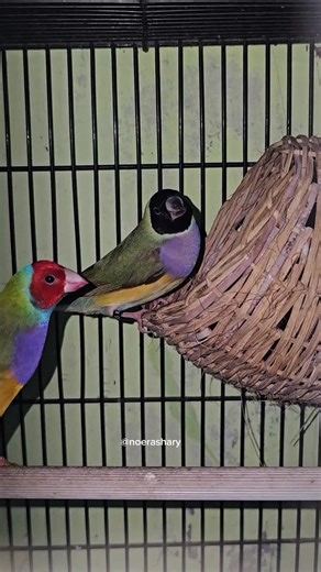 looks very comfortable pair of gouldian finches in the breeding cage 🐣🕊🪺🍃🌾 #Bird #Gouldianfinch #reels #Fblifestyle #Breding #Nature #Aviary | Noer Ashary