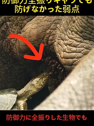 防御力全振りキャラの致命的な弱点#動物 #雑学 #アフレコ #面白動画